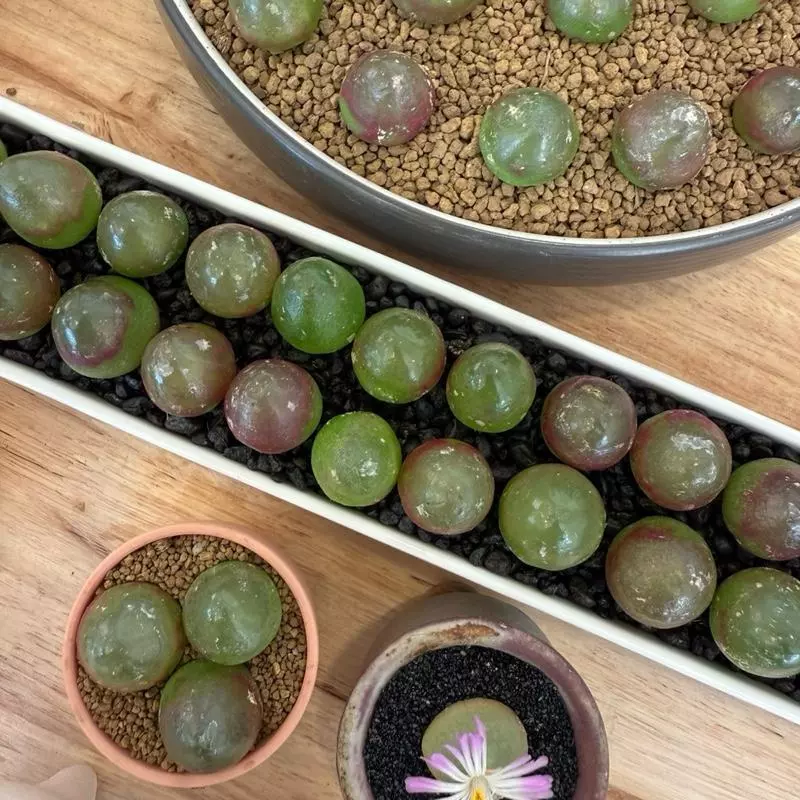 (พึ่งลงปลูก) โคโนเยลลี่ 1 ต้น conophytum burgeri