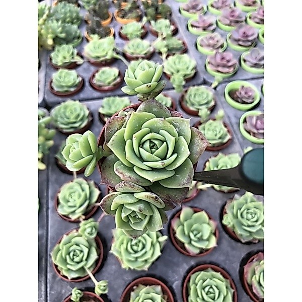 Graptoveria Jadeite รูปที่ 4