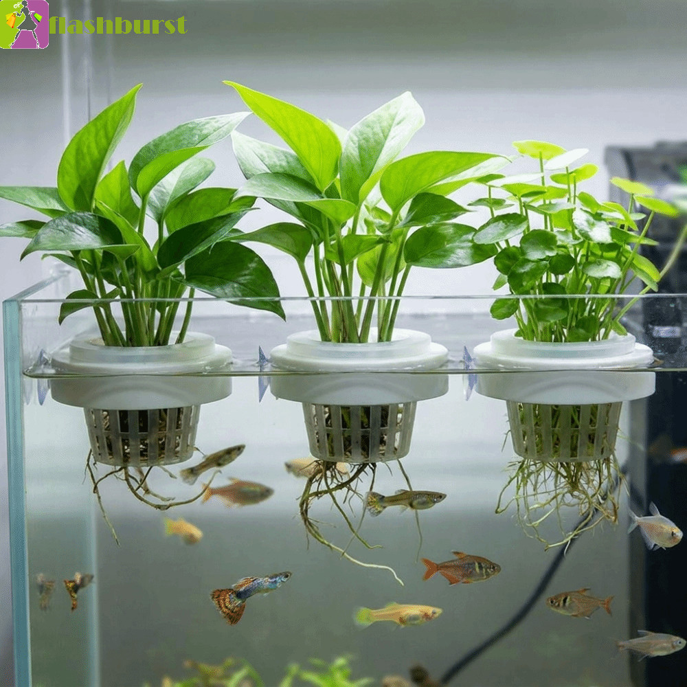 FLASHBURST ตะกร้าพืชน้ําลอยน้ํา,ถ้วยดูดพลาสติก Hydroponic ตะกร้าปลูก, Creative Round Root Protection Hydroponic Plant Holder Aquarium