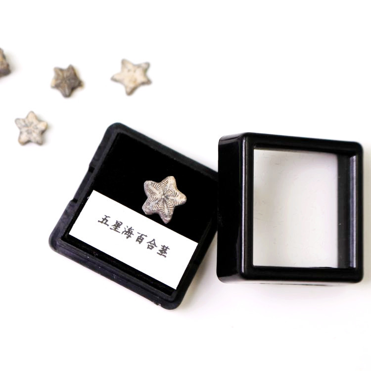 Moroccan Star Sea Lily Stem Ammonite Fossil Clover Fossil Marine Life Fossil เดสก์ท็อปตัวอย่างของขวั