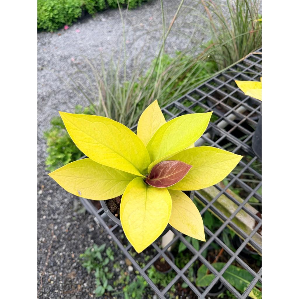 มุมมอง 4