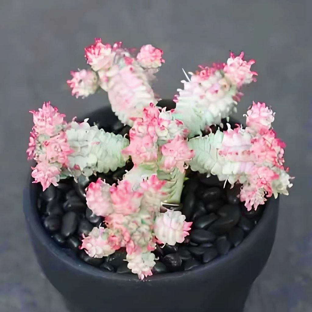 หายากพร้อมการจัดส่งหม้อ White Birch Kirin Halberd Plant Succulent Plant ทนความร้อน Dry-Resistant Cac