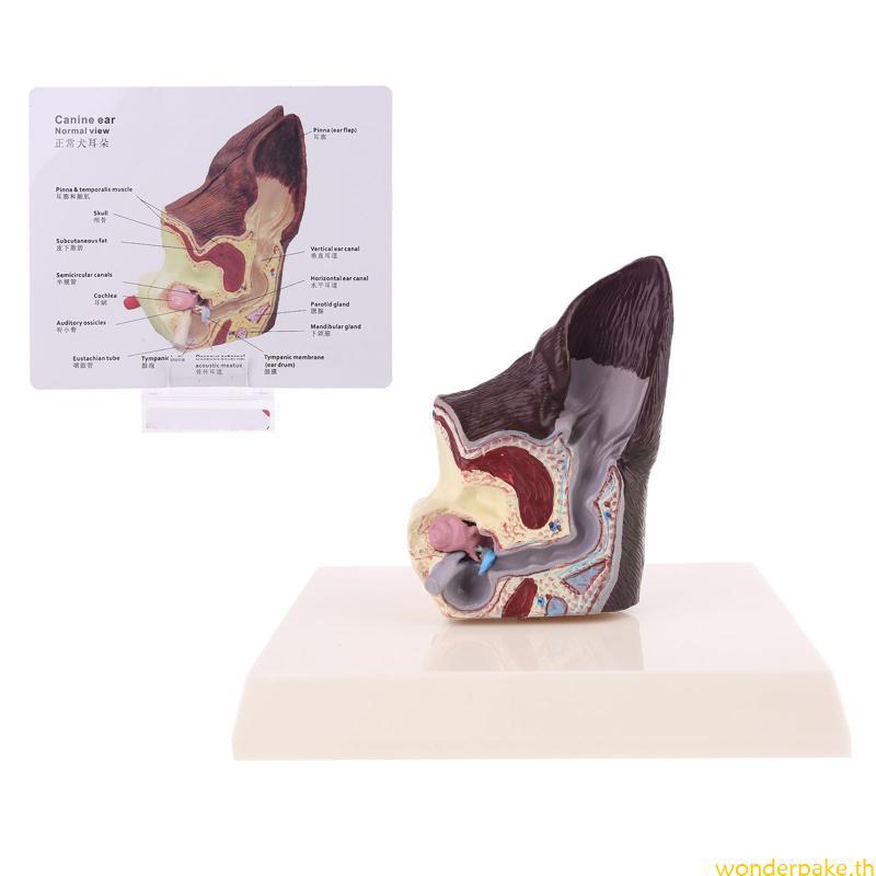 Wonder Dog Ear Lesion Animal Anatomical Model Veterinary Science Aids การวิจัยการสอน