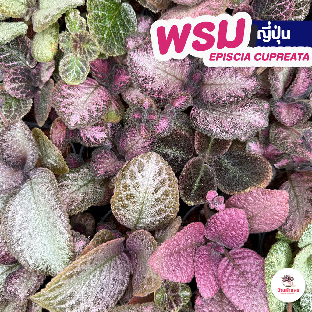 พรมญี่ปุ่น 3 นิ้ว Episcia cupreata ไม้ประดับ คลุมดิน ไม้จัดสวนถาด กระบองเพชร Cactus&Succulent