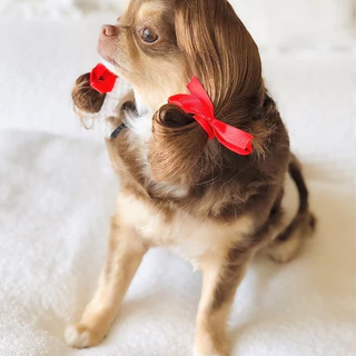 🐶COD😻 ผมปลอม วิกผมสังเคราะห์สําหรับสัตว์เลี้ยงสุนัขแมว สัตว์เลี้ยง แมว หมา