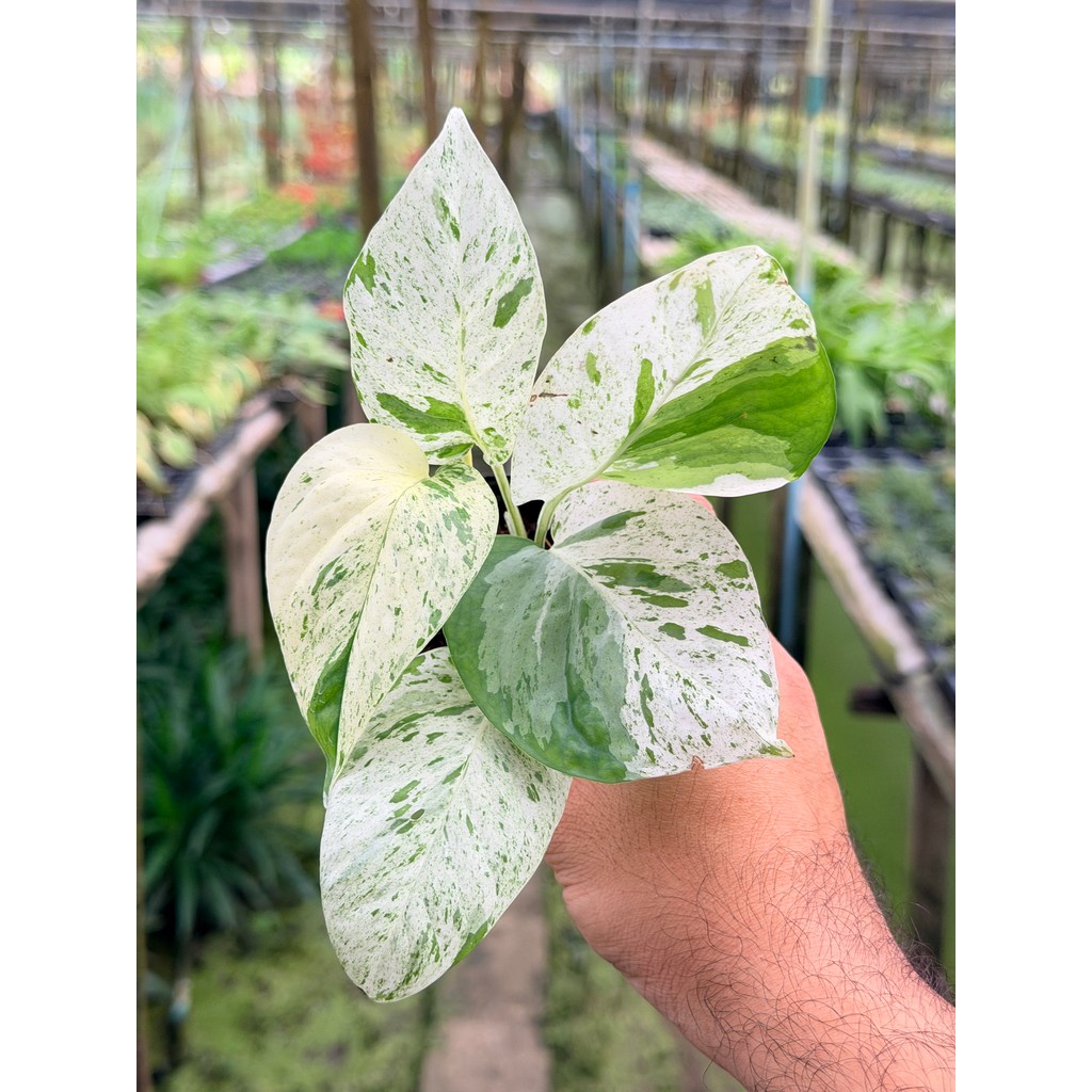 มุมมอง 4