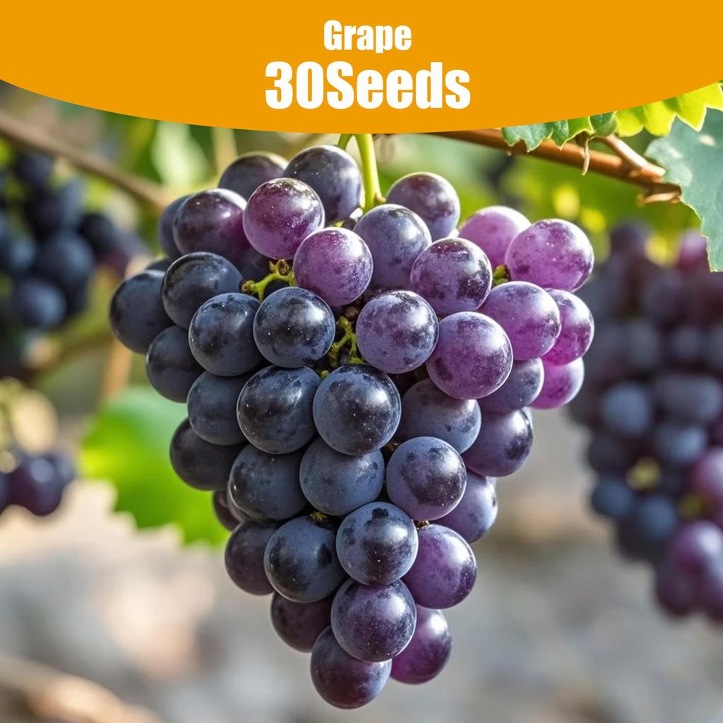 30Pcs Grape Seeds for Planting – Assorted Sweet and Sour Varieties