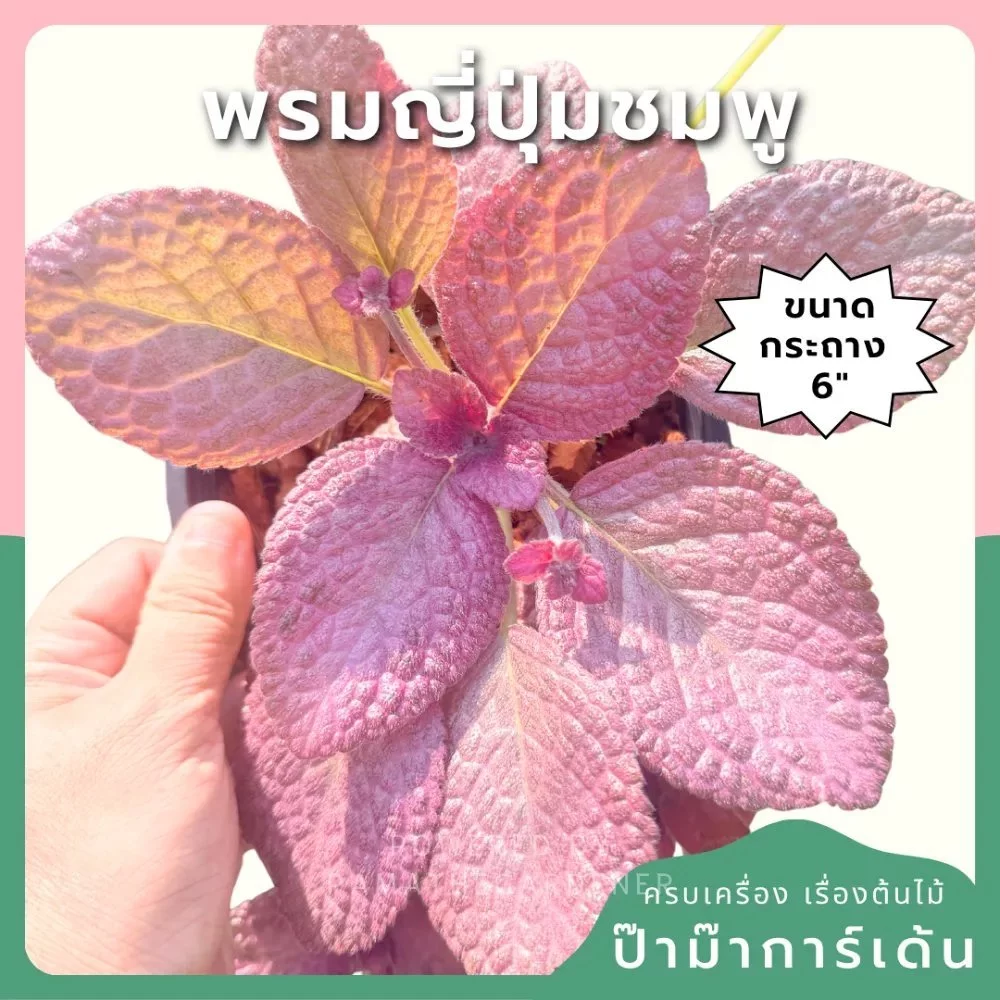 พรมญี่ปุ่นชมพู 6 นิ้ว - Purple Waffle Plant, Waffle Plant