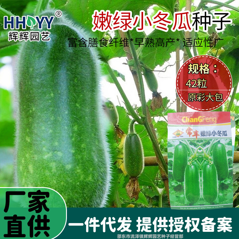 现货热卖嫩绿小冬瓜种子早春小节节瓜蔬菜种子农田菜园冬瓜种子迷你小冬瓜Tender green small winter melon seeds, early spring small节节瓜 veget