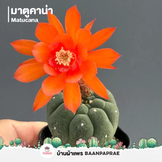 รวมกระบองเพชรและไม้อวบน้ำ #2 หลากหลายสายพันธุ์ ส่งทั้งกระถาง cactus&succulent