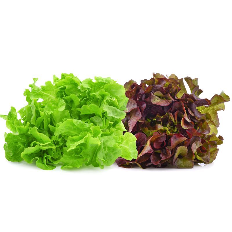 เฟรชเดลี่กรีนและเรดโอ๊คสลัด 50กรัม Fresh Deli Green & Red Oak Salad 50g. [หมายเลขบาร์โค้ด 8858744201335]