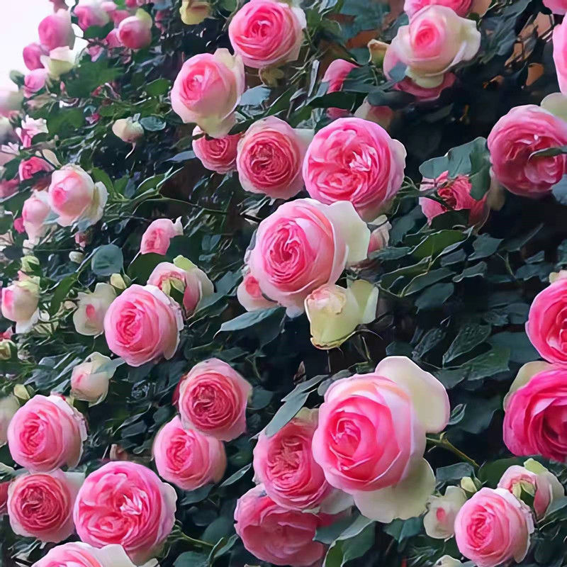 Ready Straw Rose Flower Seed Climbing Vine Rose Flower Seed Four Seasons Flower Climbing Flower Gard