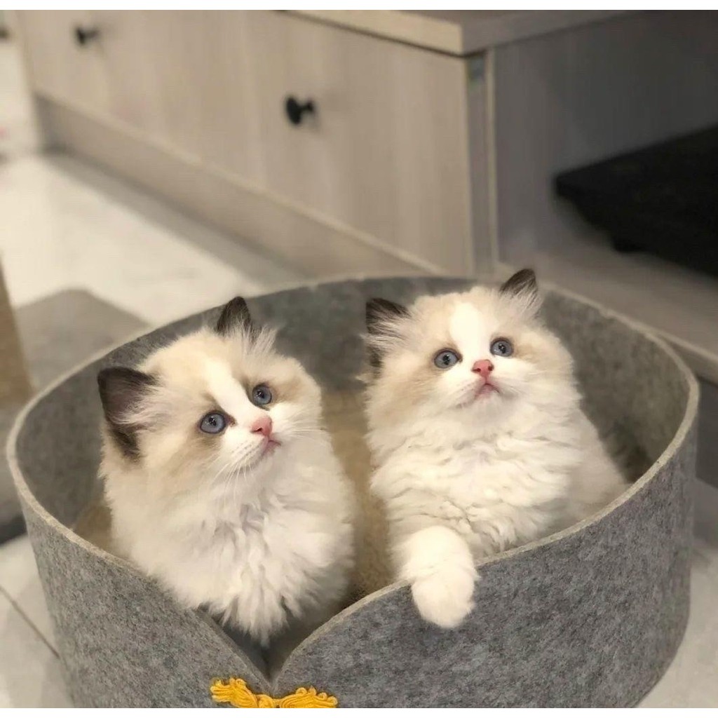 Muppets Muppets ลูกแมวผสมพันธุ์บริสุทธิ์ พี่สาวพี่น้องที่ยอมรับ