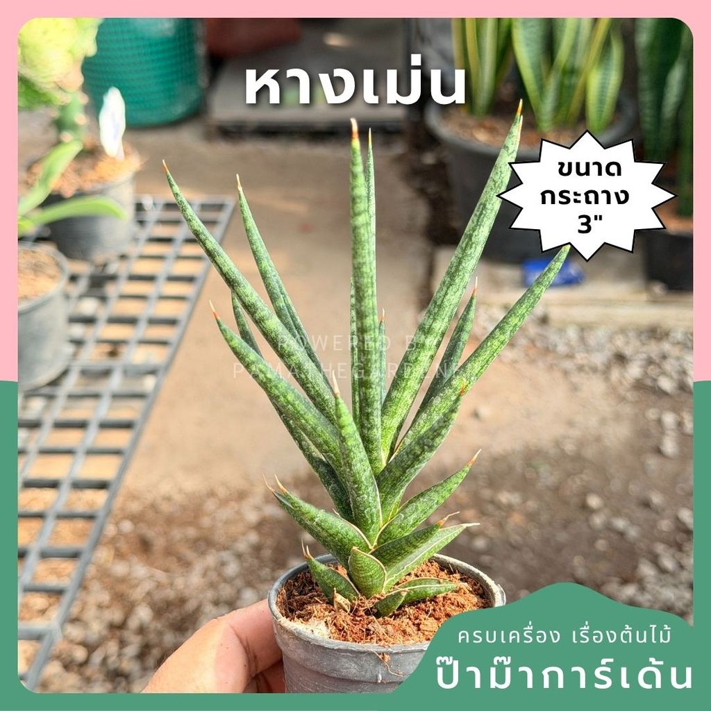 หางเม่น พร้อมกระถาง 3 นิ้ว (ลิ้นมังกร)