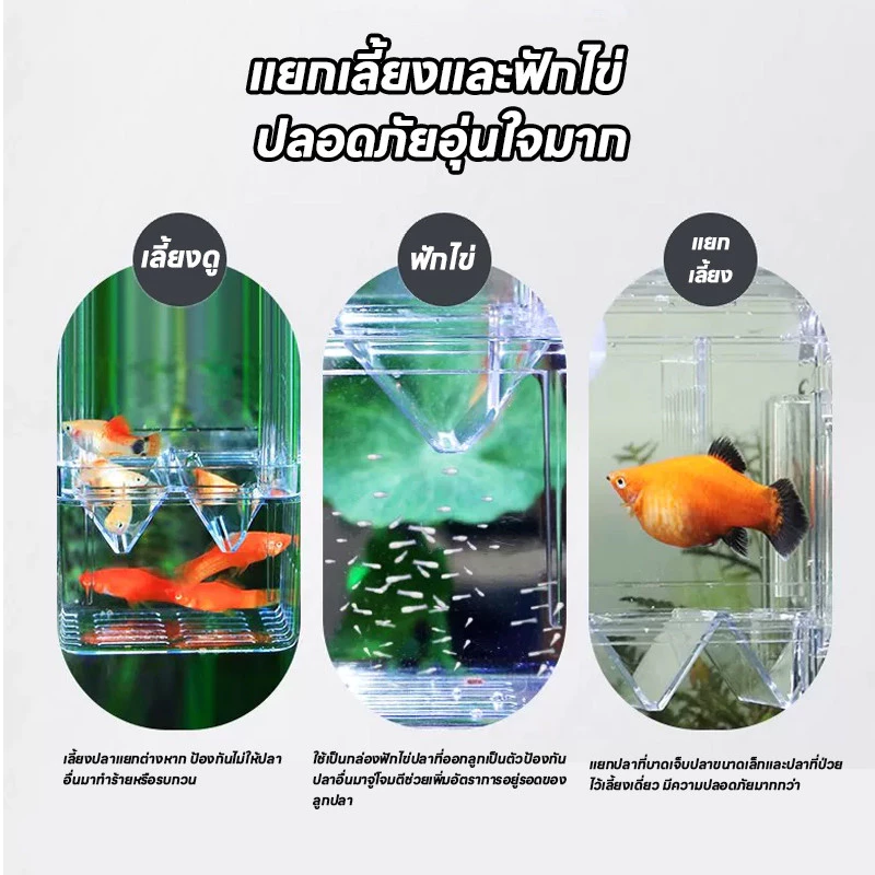 กล่องแยกปลา ตู้แยกปลาคลอดลูก แยกได้ 2 thumbnail 4