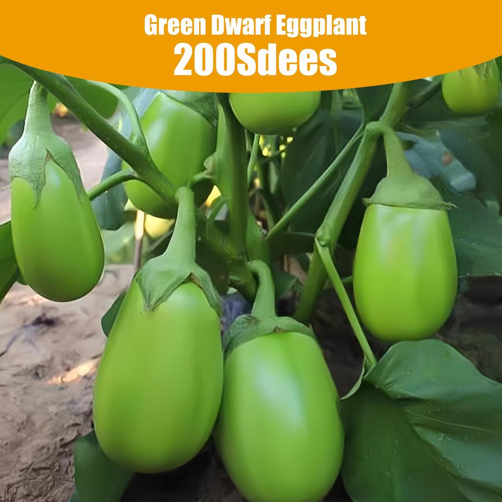 200 Seeds High-Yield Green Eggplant for Home Gardeners