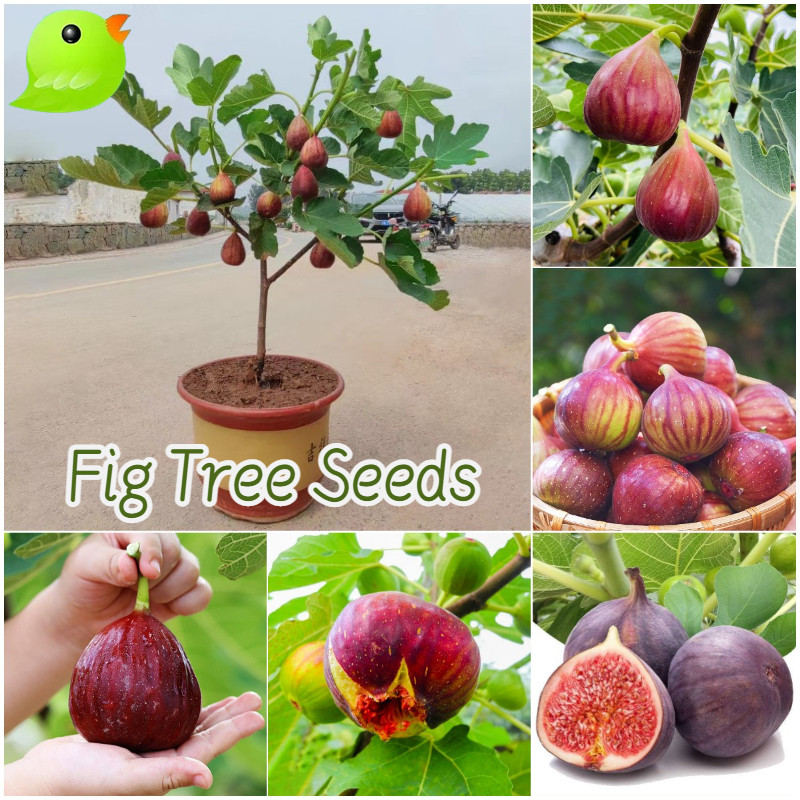 600 เมล็ด เมล็ดมะเดื่อฝรั่ง Figs สายพันธุ์  ของแท้ 100% มะเดื่อฝรั่ง หรือ ลูกฟิก Fig Seeds for Planting