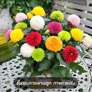 เมล็ดพันธุ์เก๊กฮวยปิงปอง 🎯ดอกเบญจมาศปิงปอง200 เมล็ด🎯การผสมสี🍀ปลูกง่าย📌ออกดอกตลอดปี🍀สวยมาก