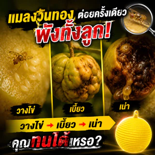 🔥รุ่นอัพเกรด 🔥ได้ผล3ปี🦟ลูกบอลดักแมลง กวาทรงพลัง กันน้ำกันแดด กาวดักแมลงหวี่ ที่ดักแมลงวันทอง กาวดักแมลงวัน ไม่ละลายกาว