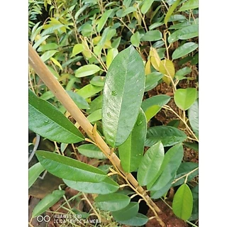 🌳​ต้นทุเรียนก้านยาวทรงหวด(เสียบยอด)​🍁ถุงเบอร์9