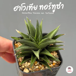 รวมอโลและฮาโวเทีย Mix Aloe & Haworthia หลายสายพันธุ์ ส่งทั้งกระถาง cactus&succulent