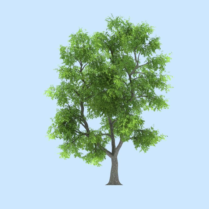 3dmax Animation Plant/Wind Tree/Plant Model/Tree 3d Model/Wind Blowing Tree Animation Plant Model