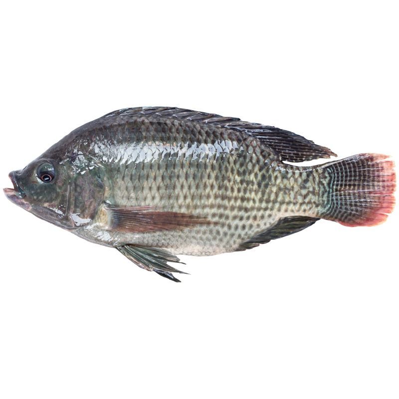 ปลานิลจิตรลดาเลี้ยงในกระชังขนาด 900กรัมต่อตัวขึ้นไป Chitralada Nile Tilapia Size 900g. per pcs.up