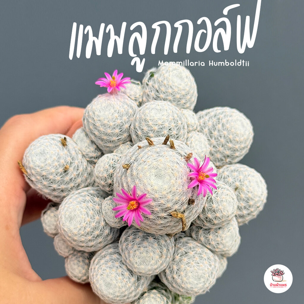 แมมลูกกอล์ฟ Mammillaria Humboldtii แคคตัส กระบองเพชร cactus&succulent