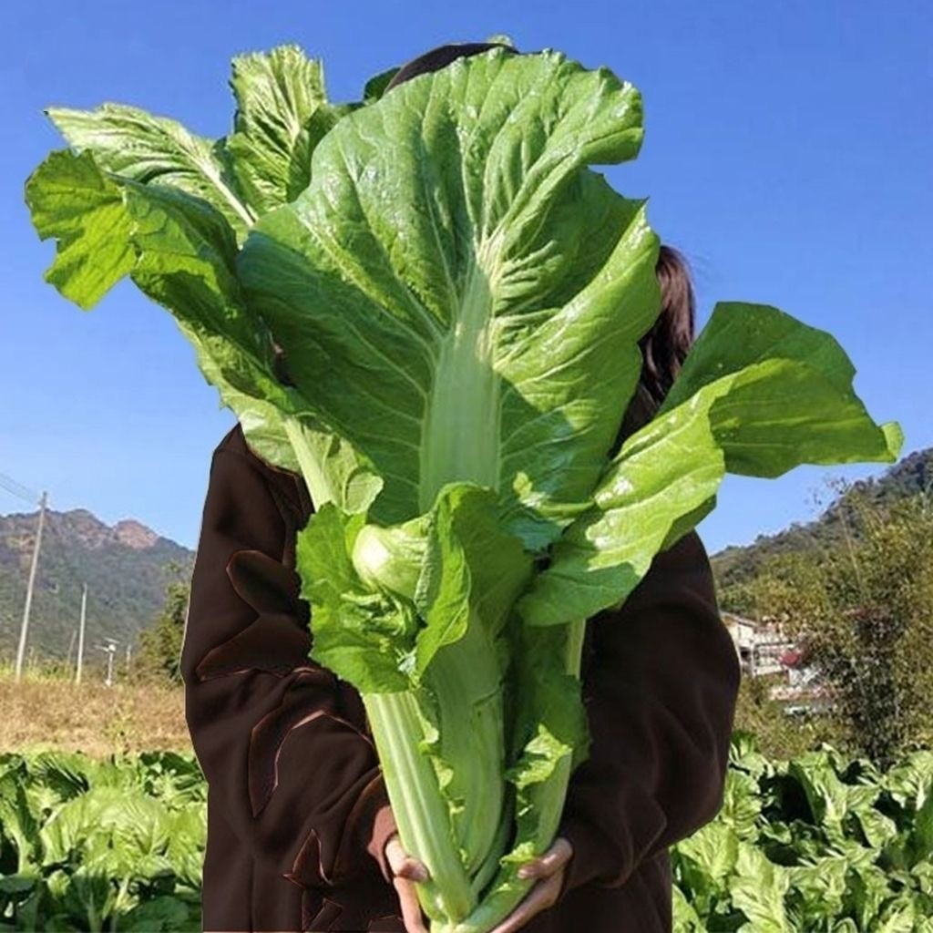 Mustard Seeds 300 เมล็ด ชุนฉ่าย ผักกาดเขียว ผักโขมจีน chinese mustard seeds