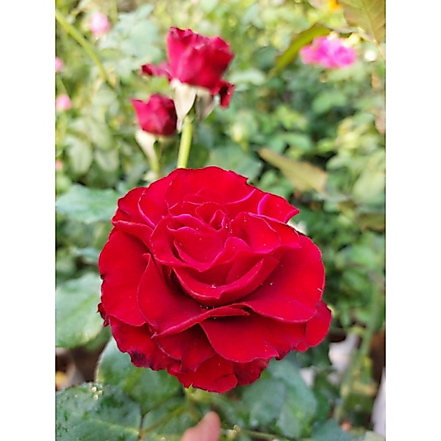 กุหลาบไม้สวยงามแบบถุงดอกใหญ่พร้อมส่ง ถุง7-8นิ้ว60cm