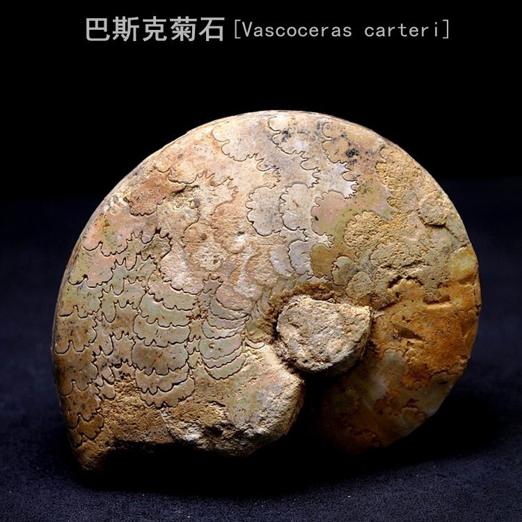 ธรรมชาติไนจีเรีย Ammonite Fossil Basque Ammonite Fossil โบราณ Marine Life Fossil หินหยาบสัตว์ตัวอย่า