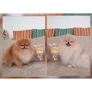 แชมพูและครีมนวด Chiffon Pet Clean : สำหรับสัตว์เลี้ยงที่คุณรัก❤️