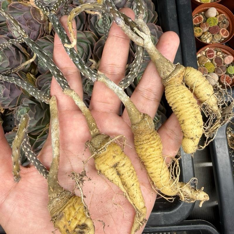ไม้โขดดอกเหลือง Pterocactus tuberosus (ส่งทั้งกระถาง)