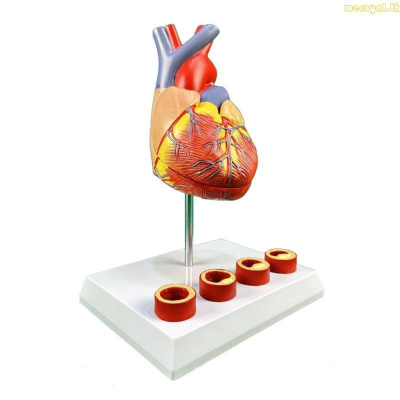 Weroyal Human Heart Anatomy Model เครื่องมือการสอนทางการแพทย์สําหรับ Human Heart Anatomy Research
