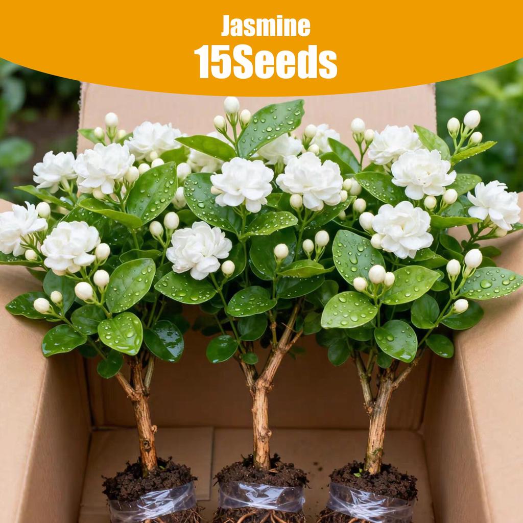 15pcs Jasmine Seeds - Good Quality Garden Flower Plant Seed Indoor Plants Real Plants