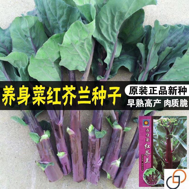 养身菜子红兰菜种香红Canola兰蔬菜秋季秋ddpq冬菜高产脚蓝菜种บํารุงเรพซีดสีแดงสายพันธุ์เห็ดหอมผักบรอกโคลีสีแดง20260730