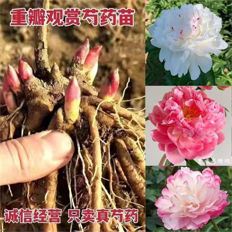 พร้อมสต็อกการจัดส่งที่รวดเร็ว Ze Peony Root ฐานต้นกล้าสดขุดสวัสดิการ Peony ดอกไม้ต้นกล้า Peony ดอกไม