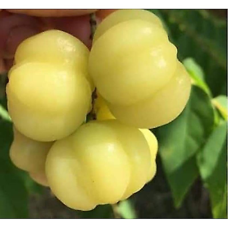 ต้นมะยมเปรี้ยว/ไซส์ใหญ่