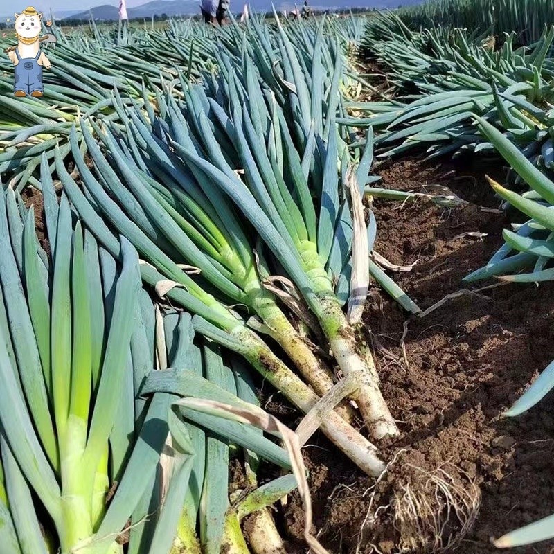 300 เมล็ด เมล็ดพันธุ์ ต้นหอมญี่ปุ่น Giant Green Onion Seed - เมล็ดพันธุ์ ต้นหอม บรรจุ คุณภาพดี ราคาถูก - รูปที่ 3