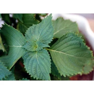 เมล็ดพันธุ์ชิโสะ Green Shiso สีเขียว เมล็ด​พันธุ์​โอบะ​ 50-120​ เมล็ด เมล็ดใบงาเกาหลี​ [ซื้อ 10 แถม1คละได้]