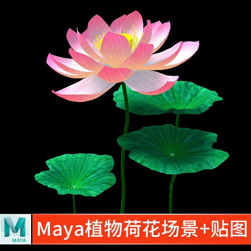 MAYA Lotus Plant รุ่น Water Hibiscus c4d ฉาก Lotus Leaf FBX+obj Lotus พร้อมวัสดุสติกเกอร์-03369