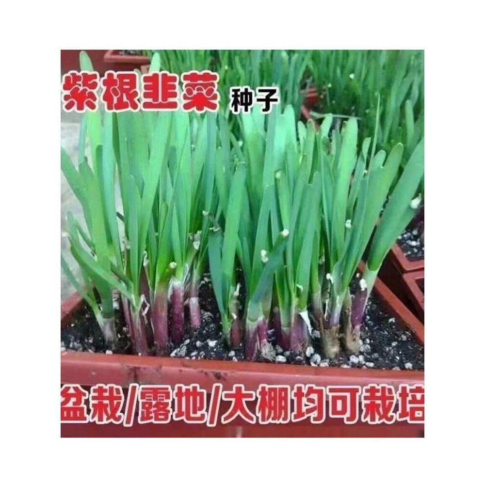 现货热卖红根韭菜种子春秋韭菜籽韭菜种籽紫根红根宽叶大叶耐热耐寒高产Red Root Leek Seeds Spring and Autumn Leek Seeds Leek Seeds20260902