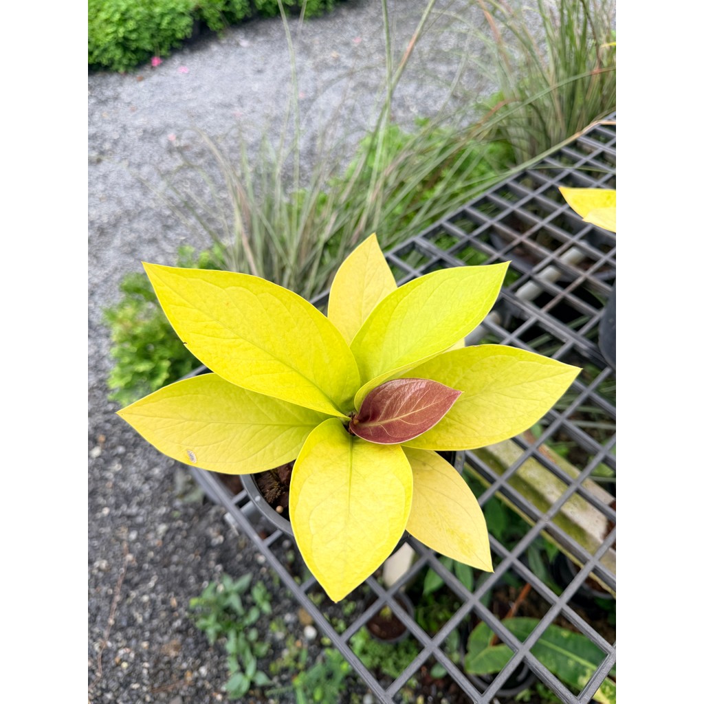 มุมมอง 3