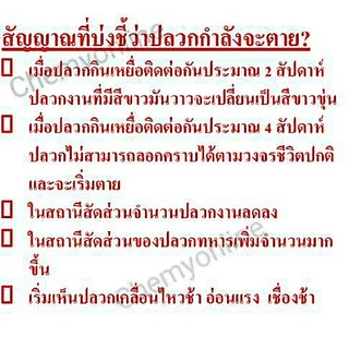 ชุดเหยื่อกำจัดปลวกTermatrix 400 กรัม+Active plus 400 กรัม อาหารปลวก กำจัดปลวกตายยกรัง