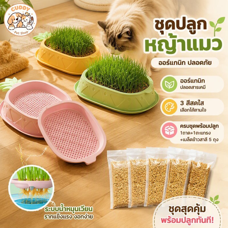 ชุดปลูกหญ้าแมว ข้าวสาลีแมว เมล็ดข้าวสาลี 5 ถุง พร้อมถาดปลูก พลาสติก ไฮโดรโปนิกส์