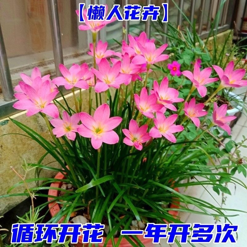 พร้อมสต็อกการจัดส่งที่รวดเร็ว Fengyu Orchid Planting Ball สีชมพู Fengyu Orchid Plant Potted Plant Ba
