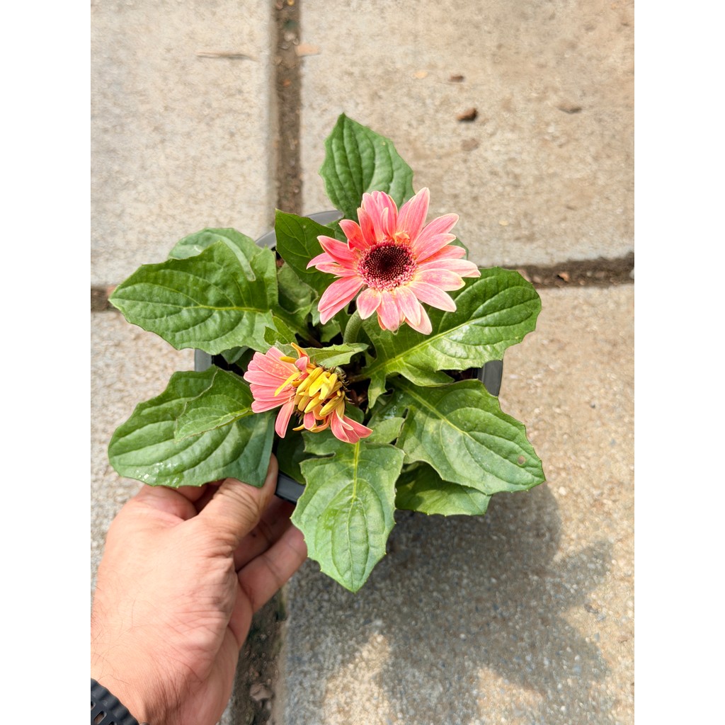 มุมมอง 6