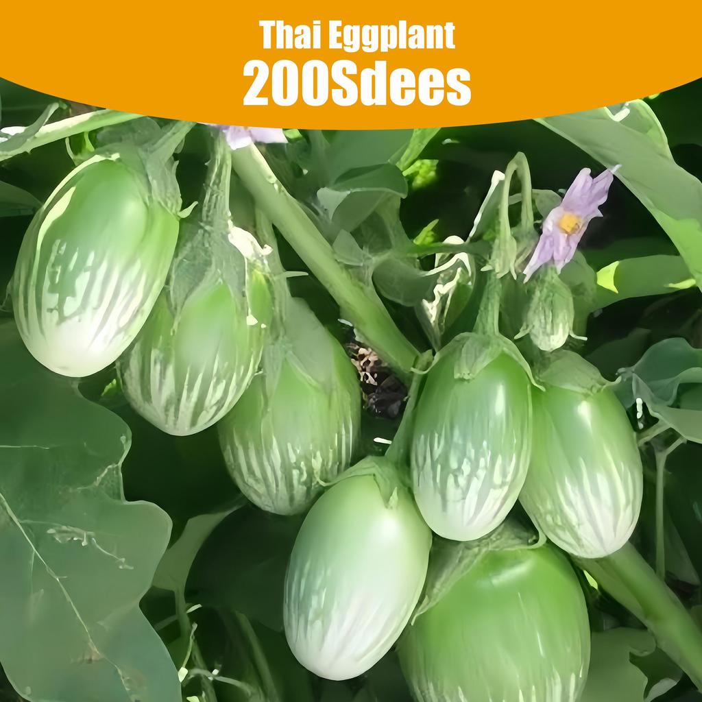 200 Seeds per Pack Thai Eggplant - Dwarf Green Eggplant Seeds for Compact Growing