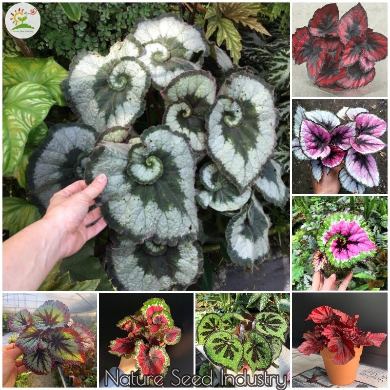 [ส่งฟรี]50 เมล็ด | เมล็ด Hosta Begonia | ไซส์บอนไซ | คละสี