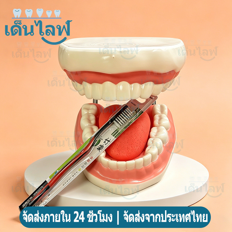 โมเดลฟันสำหรับการเรียนการสอนวัสดุทันตกรรม 6:1 แบบจำลองทันตกรรม รูปแบบการแปรงฟันมาตรฐาน Dental Demonstration Model